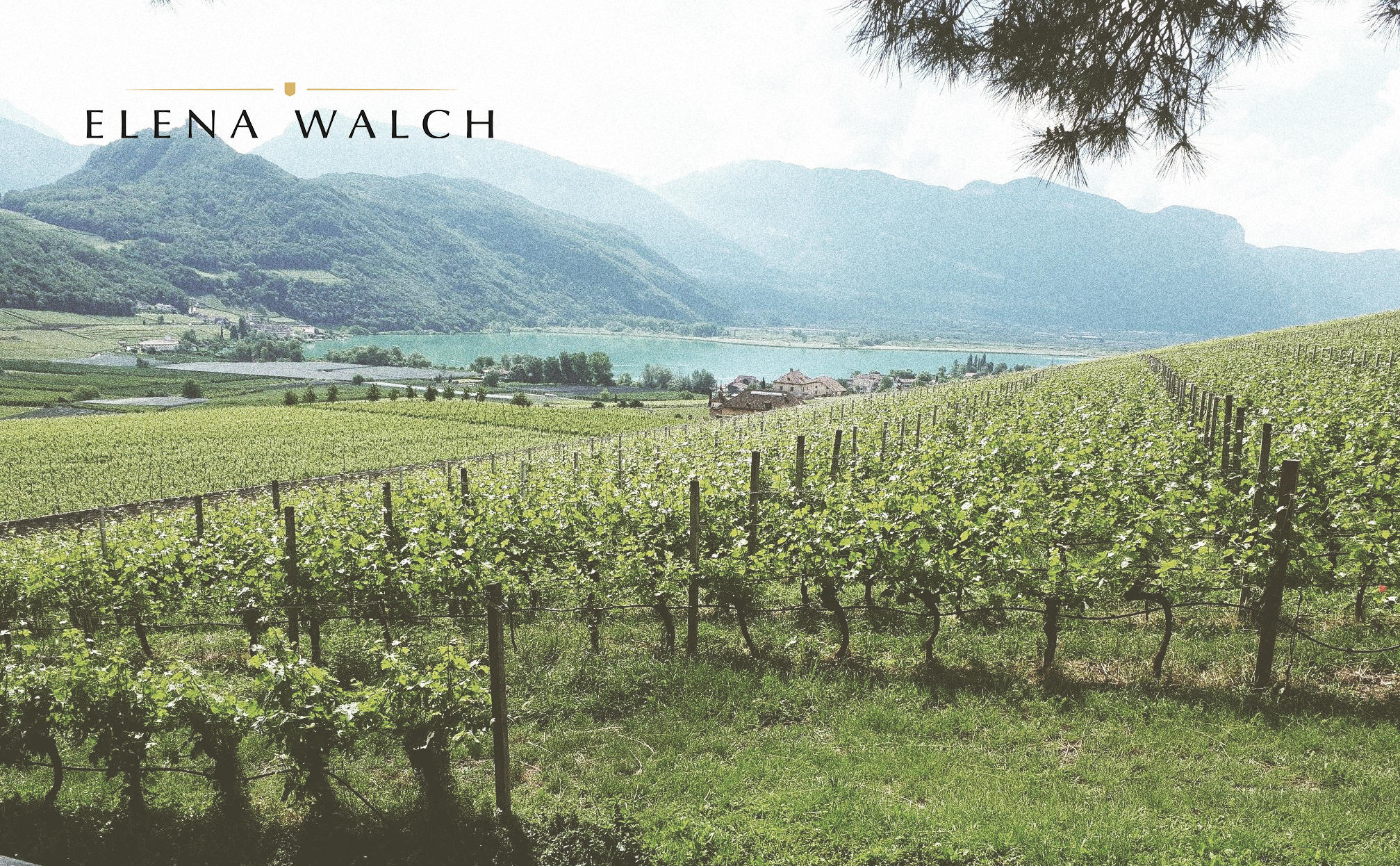 Elena Walch; kwaliteit in het glas.